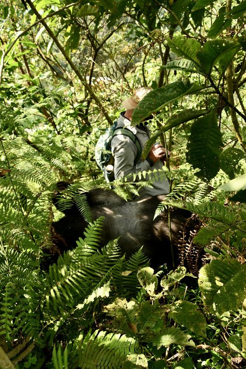 Gorilla brushed my hip