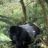 Gorilla sees me