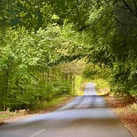 Kildeportvej through Gribskov, Par Force Hunting Landscape