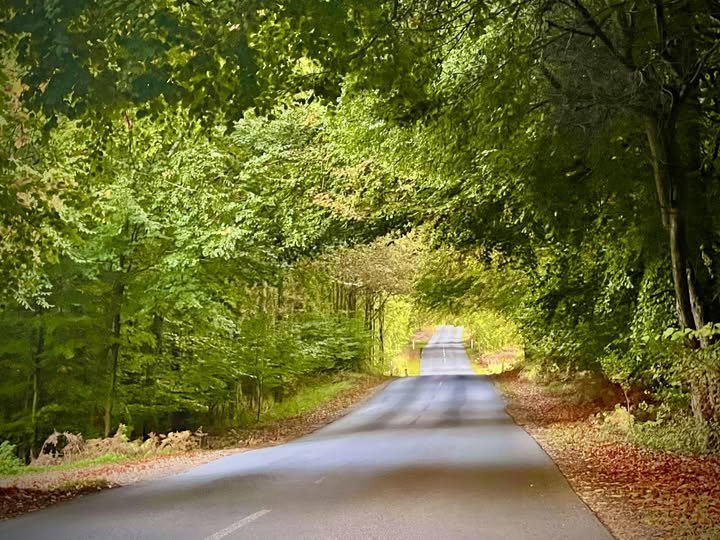 Kilderportvej Road through Gribskov, Par Force Hunting Landscape