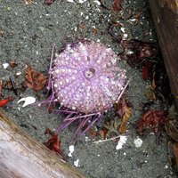 Gwaii Hanaas by Jay T
