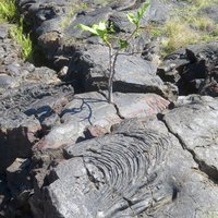Hawaii Volcanoes