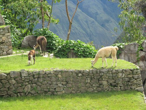 Historic Sanctuary of Machu Picchu (KJM)