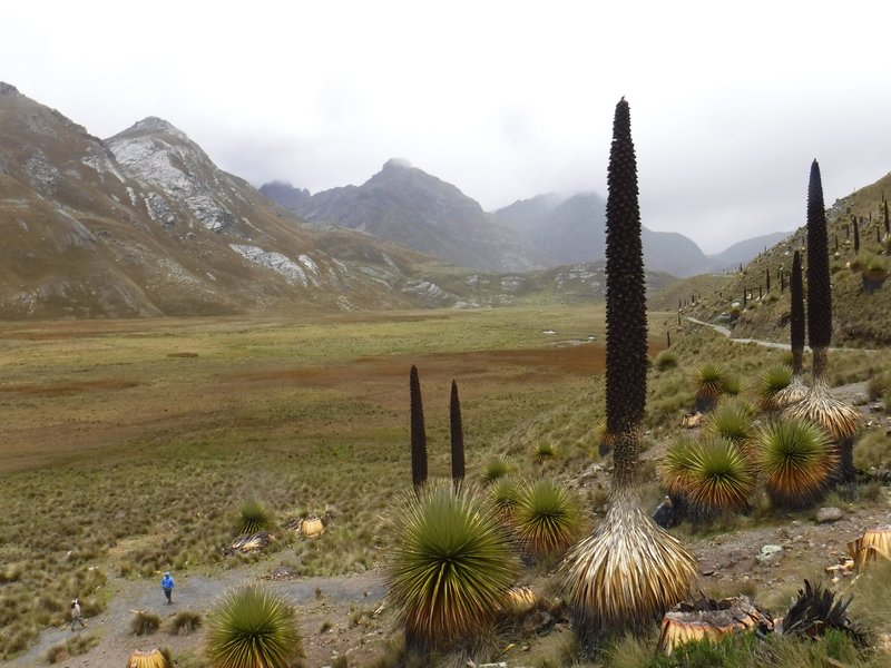 Puya raimondii, Huascaran National Park