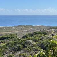Cape Floral Region
