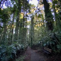 Dorrigo National Park