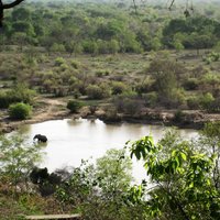 Mole NP by Ammon Watkins