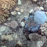 Coral at Great Barrier Reef