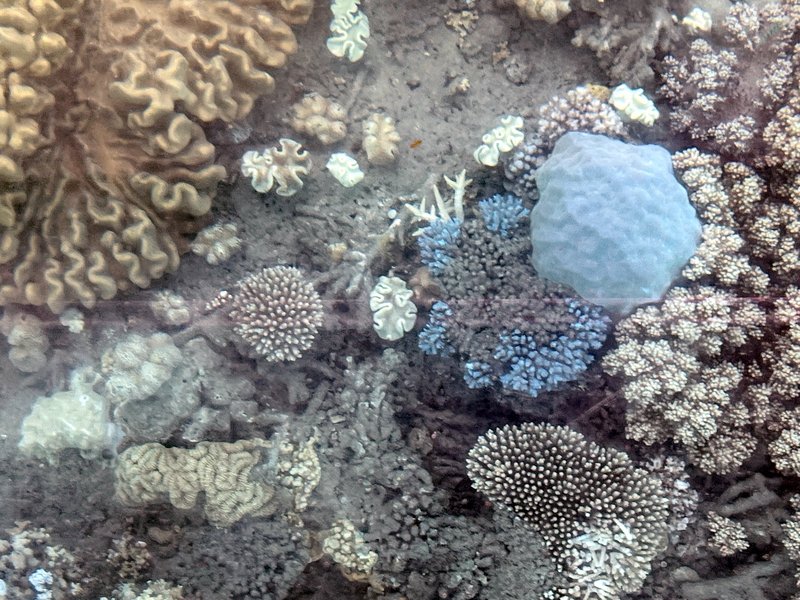 Coral at Great Barrier Reef
