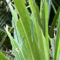Peppermint stick insect