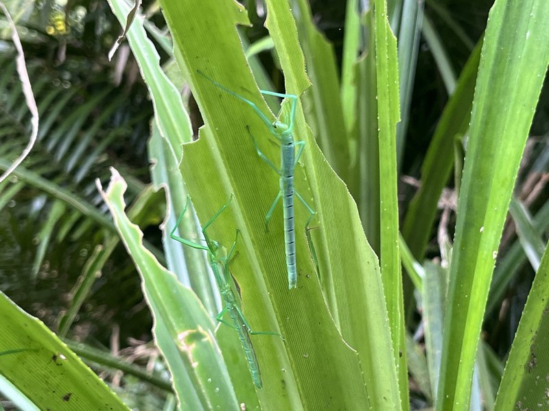 Peppermint stick insect