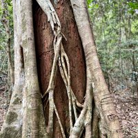 Gondwana Rainforests - Iluka Nature Reserve