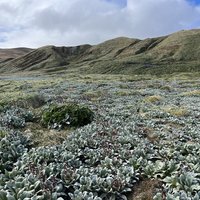 Field of megaherbs, Macquarie Island