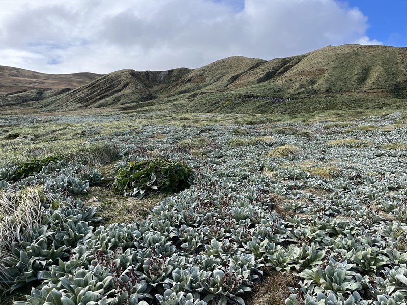Field of megaherbs, Macquarie Island