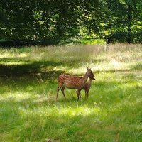 Fallow deer