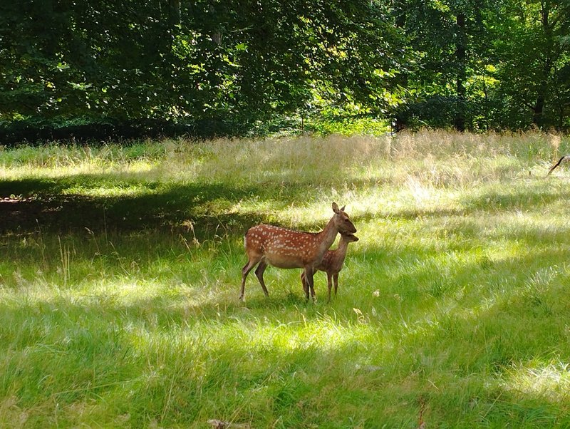Mother and child fallow deer, seen literally five minutes after entering Jægersborg