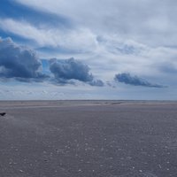 Shell Field, Koresand, Wadden Sea