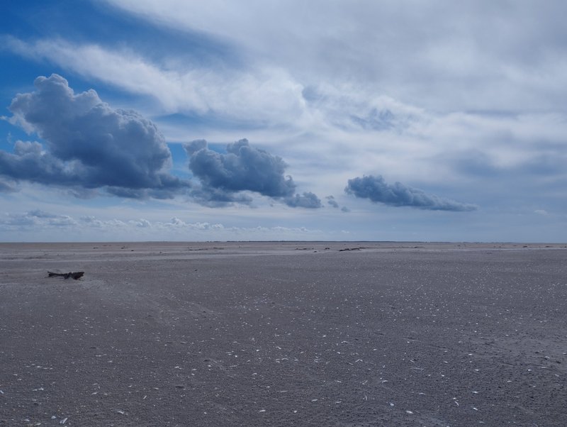 The wet sand of the Koresand sandbank speckled with seashells and driftwood