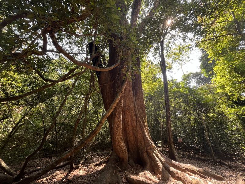 700 year old Makha tree at Cat Tien NP