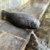 Mughal Gardens in Kashmir