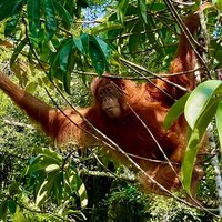 Orangutan just outside Gunung Leuser National Park