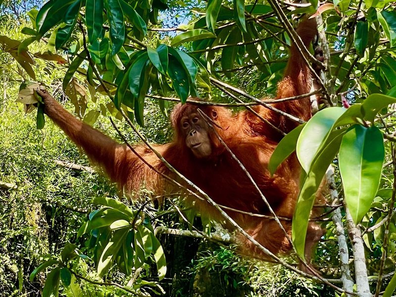 Orangutan just outside Gunung Leuser National Park