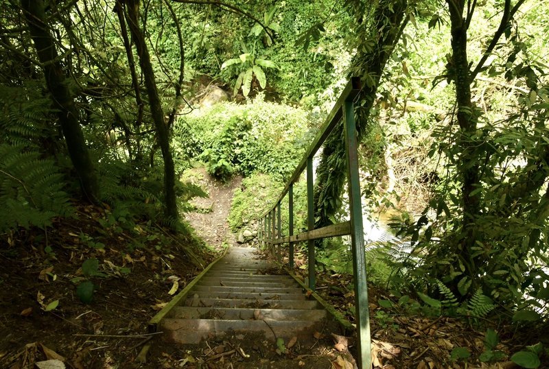 Rwenzori path and ladder