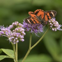 Rwenzori flower and butterfly