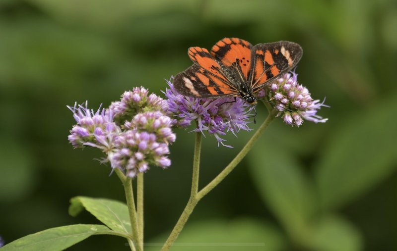 Rwenzori flower and butterfly