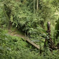 Rwenzori path