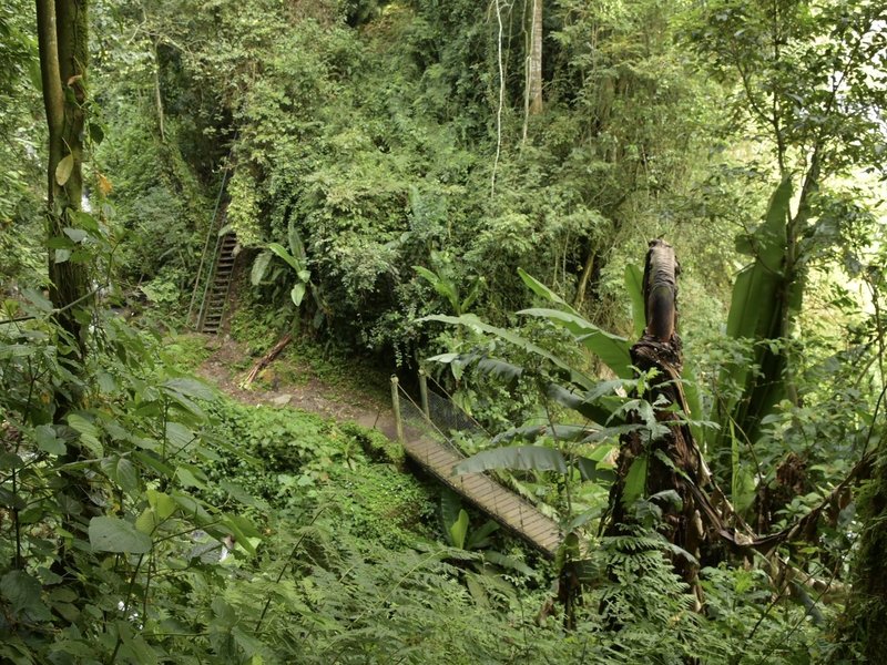 Rwenzori path