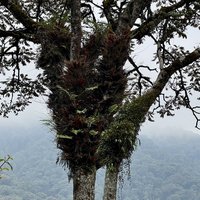 Nyungwa moss tree and canopy