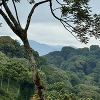 Nyungwe canopy