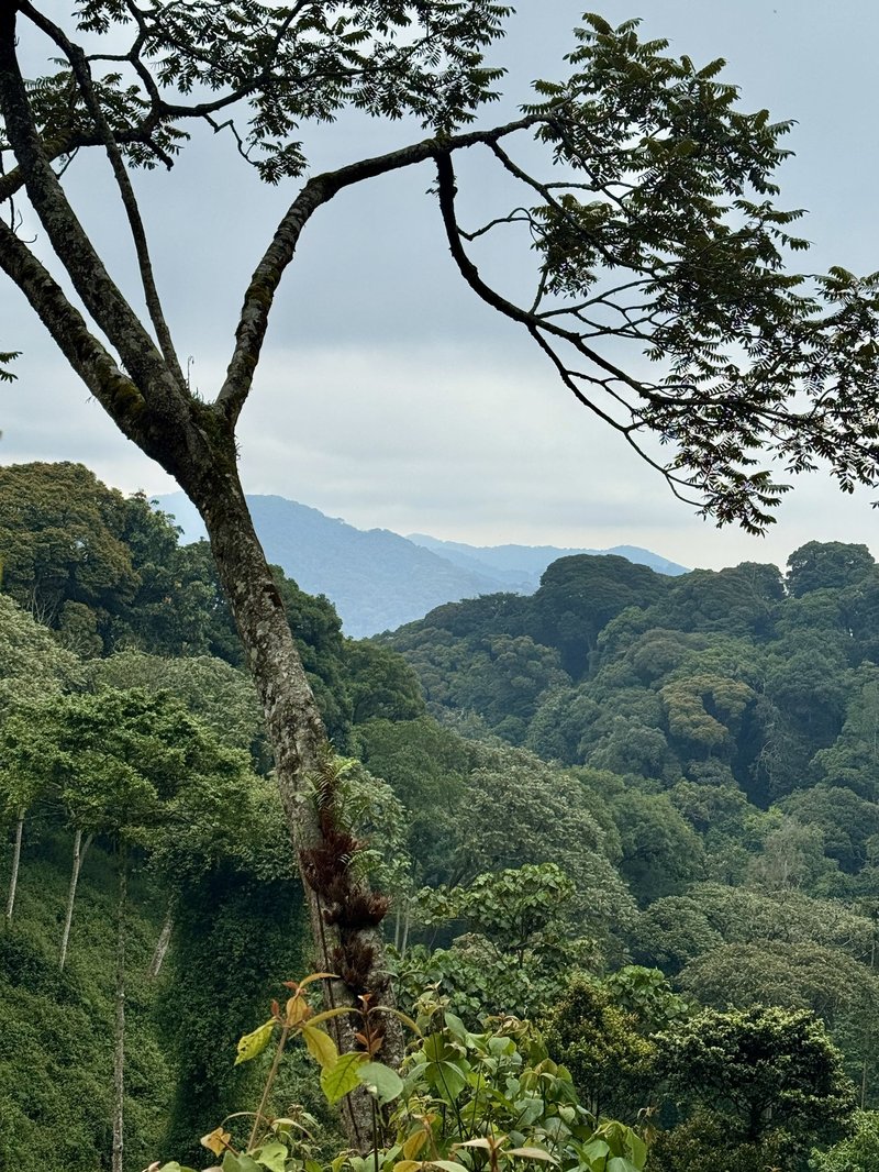 Nyungwe canopy