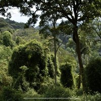 Nyungwe National Park