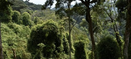 Nyungwe National Park