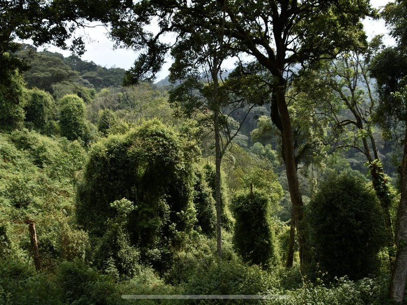 Nyungwe National Park