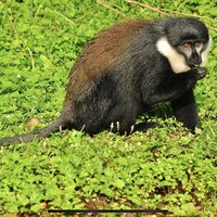 Nyungwe L’Hoests Monkey