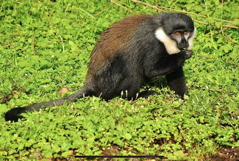 Nyungwe L’Hoests Monkey
