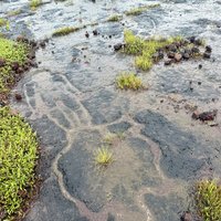 Geoglyphs of Konkan Region