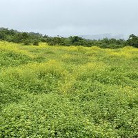 Radhanagari Wildlife Sanctuary