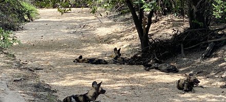 Selous Game Reserve