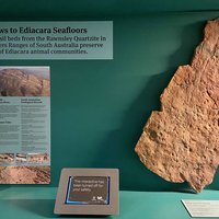Display in the Ediacara Biota gallery at the South Australian Museum