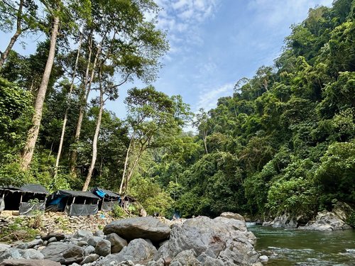 Dense forest surrounds the riverside campsites near Bukit Lawang