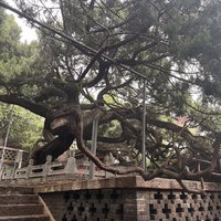 No. 1 Han Dynasty Cypress, Guan Di Temple