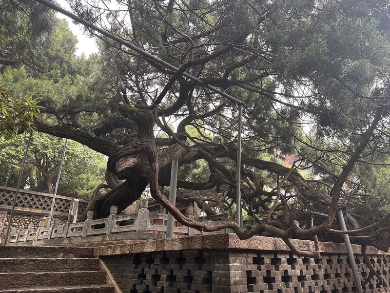 No. 1 Han Dynasty Cypress, Guan Di Temple
