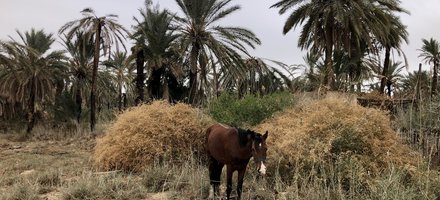 Oasis de Gabes