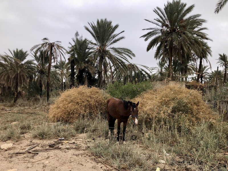 Oasis de Gabès