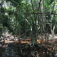 Sian Ka'an mangroves by Frédéric M