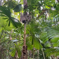 Wet Tropics of Queensland - Mission Beach